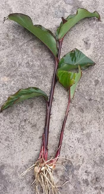 Cây dong riềng đỏ rất dễ trông và chăm sóc, tuy nhiên nên trồng vào khoảng tháng 2. Chỉ cần vùi củ vào đất ẩm và chờ nảy mầm. Cây không bị sâu bệnh và chịu được bóng râm.