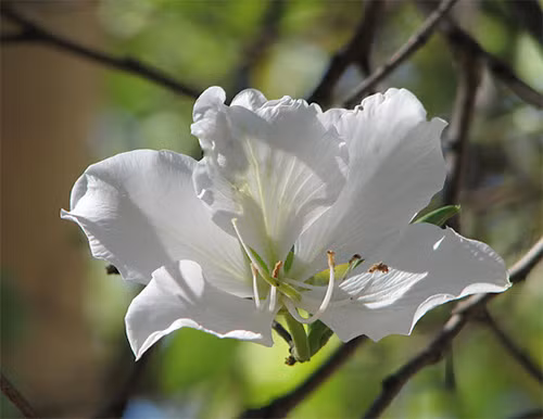 Trên thế giới, hoa ban còn phân bố ở Lào, Nepal, Thái Lan, Campuchia, Myanmar, Ấn Độ. (Nguồn Blogcaycanh)