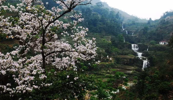 Hoa ban nở rực rỡ từ tháng 3 đến tháng 5 hàng năm. (Nguồn Vietnamtourism)