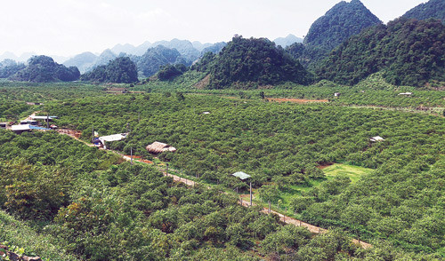 UBND huyện Mộc Châu đã quyết định không tổ chức Ngày hội hái quả Mộc Châu năm 2018 vào cuối tháng 5, do tập trung kinh phí để hỗ trợ bà con bị thiệt hại do mưa đá. Theo quy định, mỗi gia đình sẽ được hỗ trợ 4 triệu đồng/ha.