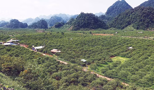 UBND huyện Mộc Châu đã quyết định không tổ chức Ngày hội hái quả Mộc Châu năm 2018 vào cuối tháng 5, do tập trung kinh phí để hỗ trợ bà con bị thiệt hại do mưa đá. Theo quy định, mỗi gia đình sẽ được hỗ trợ 4 triệu đồng/ha.