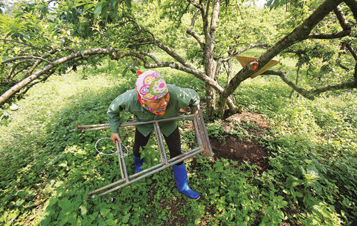 Mùa thu hoạch mận bắt đầu từ tháng 5. Những năm trước, mỗi vụ mận gia đình này thu khoảng 60 tấn. Mận xanh đầu mùa thu hoạch trước trong 1 tháng, ngoài ra gia đình còn kinh doanh dịch vụ vào vườn hái mận. Mỗi năm thu về ngót 500 triệu đồng.