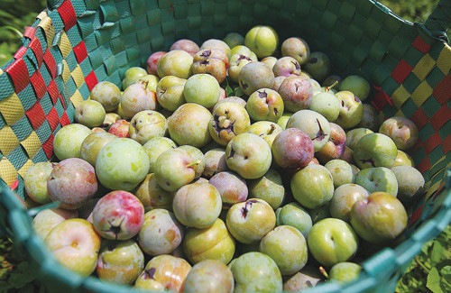 Gia đình bà Nguyễn Thị Loan (tiểu khu Pa Khen, thị trấn Mộc Châu) sở hữu 300 gốc mận trên 20 năm tuổi đang phải vạch lá, trèo chọn những trái mận bị vỡ, sứt sẹo do thiên tai gây ra để bán khi còn xanh. Bà bảo, mưa đá khiến 90% lượng mận bị rụng, chưa năm nào gia đình rơi vào hoàn cảnh như vậy.