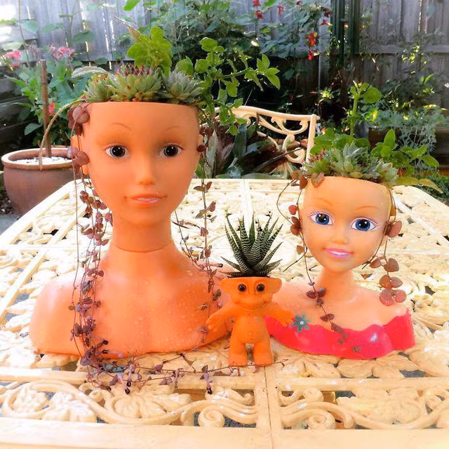 Những loại cây này có sức sống mãnh liệt, chịu được khô hạn và dễ thích nghi với các kiểu khí hậu nên thường được chọn để đặt trong nhà hay ngoài sân vườn.