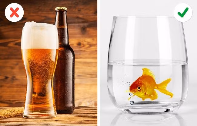 Tạo ra rượu bằng cá vàng Cá vàng sống trong môi trường giá lạnh ở các nước Bắc Âu đã tìm ra cách thích nghi và sinh tồn. Bởi nước quá lạnh hay bị đóng băng sẽ khiến lượng Oxy trong nước giảm đáng kể. Cá vàng sẽ chuyển sang hô hấp kị khí trong một thời gian khá dài. Trong giai đoạn này, nồng độ acid lactic trong cơ thể chúng tăng lên. Cá sẽ chuyển đổi acid thành chất cồn trước khi khuếch tán quá mang và hòa vào nguồn nước. Cá vàng sản xuất loại men có tên pyruvate decarboxylase, thường dùng trong việc ủ rượu. Vì vậy nếu bạn muốn có một lít rượu cá, bạn phải đặt một con cá vàng vào một chai nước đóng kín trong 200 ngày. Nếu bạn muốn say rượu, bạn chỉ cần "đóng hộp" 1.000 con cá vàng và thêm một ít đá.