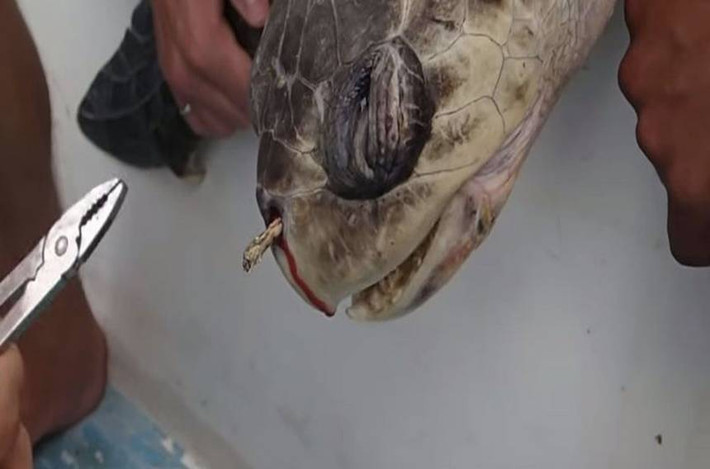 8. Hình ảnh chú rùa chịu đau đớn khi lấy chiếc ống hút đang mắc kẹt trong mũi của mình. Bạn có thể không nhận ra, nhưng rất nhiều ống hút tiện lợi chúng ta đang sử dụng mỗi ngày - sau khi được xả ra môi trường - chính là "thảm họa" đối với các sinh vật biển. Tuy nhiên phải làm sao khi ống hút đã trở thành một phần quá quen thuộc trong cuộc sống chúng ta, từ quán cafe sang hàng trà sữa? Câu trả lời rất đơn giản, bạn hoàn toàn có thể sử dụng ống hút bằng inox hay tre để thay thế, mang theo người rất dễ dàng mà lại thân thiện với môi trường.