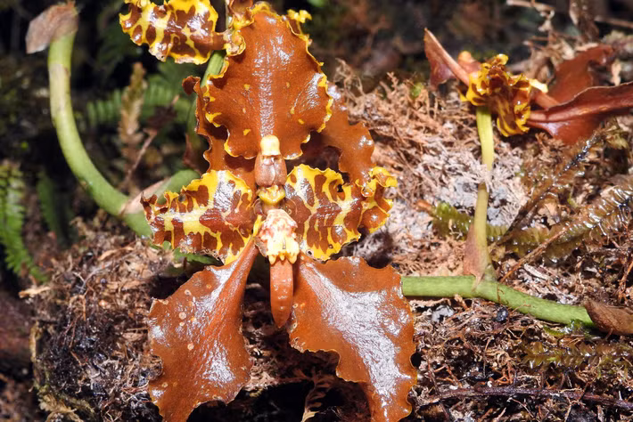 Tính ra, số lượng các loài trên hiện nay là khoảng 11.395 loài, sau khi tính toán trên lý thuyết và thực tế. Con số này chưa bao gồm các động vật khác thuộc ngành thân mềm, lớp giáp xác hay khoảng 120.000 loài côn trùng ở Madidi. Phong lan Madidi - Ảnh: Mileniusz Spanowicz