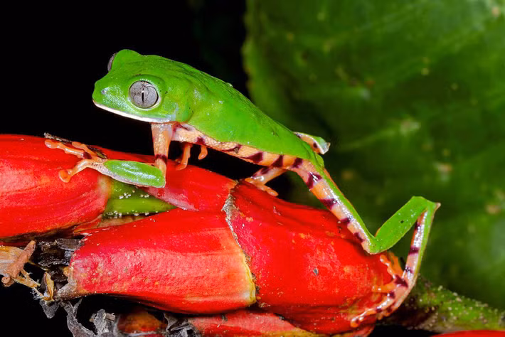 Ếch khỉ chân hổ - Ảnh: Mileniusz Spanowicz