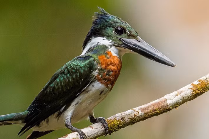 Bói cá Amazon - Ảnh: Rob Wallace