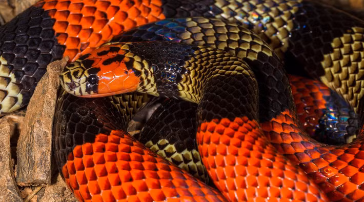 Rẳn hổ mang Bolivia - Ảnh: Mileniusz Spanowicz