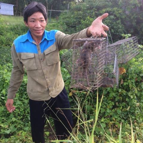Chỉ vài giờ đặt rập, các "thợ săn" có thể thu về 3-5 kg chuột đồng.