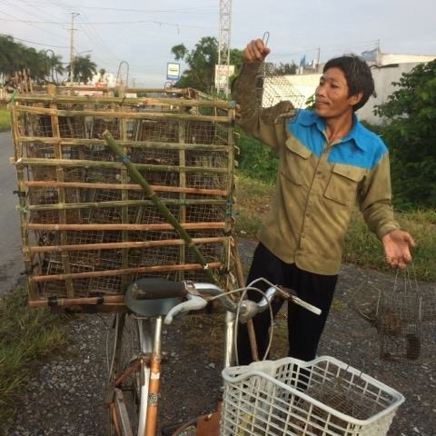 Mang thành quả của mình đến các điểm thu mua chuột đồng .