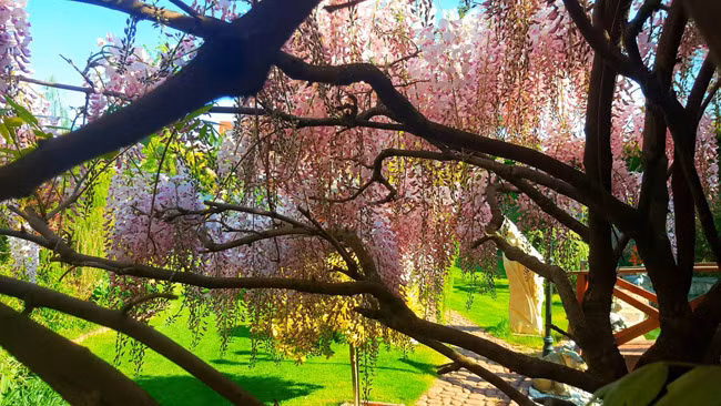 Để tử đằng nở hoa nhiều và thân hoa mập mạp, chị Cúc đã phải cắt tỉa từng cành rất cẩn thận. Đặc biệt là không để cành cây dài quá.