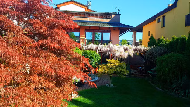 Muốn cho cây phát triển tốt, chị phải thường xuyên tỉa những cành nhỏ đâm từ gốc ra và chỉ chăm chút cho cành to ở trên giàn thì tán của cây sẽ rộng lớn hơn, hoa rủ đẹp hơn.