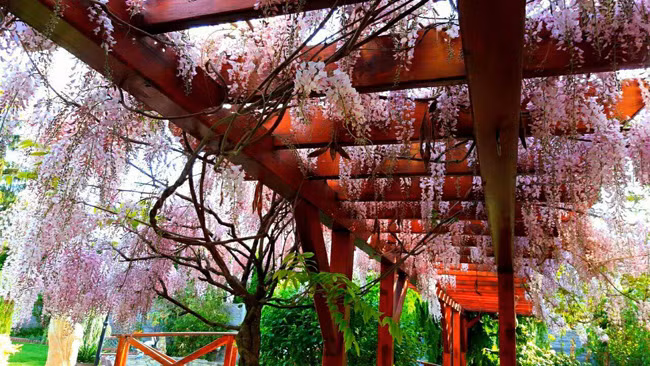 Chị Cúc cho biết, chị trồng cây tử đằng này đã được 6 năm và đây là năm đầu tiên, chị thấy nó rực rỡ trổ hoa nhiều như vậy.