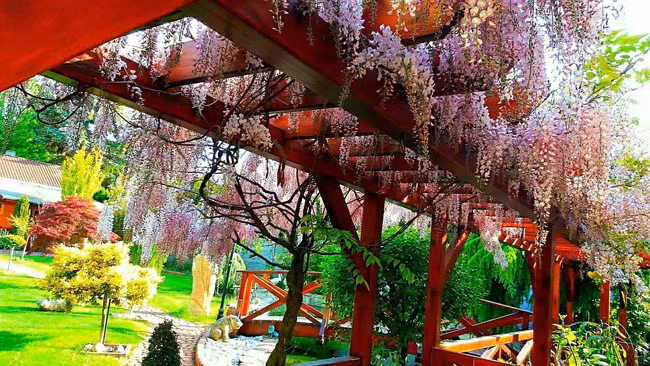 Đặc biệt là giàn hoa tử đằng màu hồng tím phủ kín trước hiên nhà.