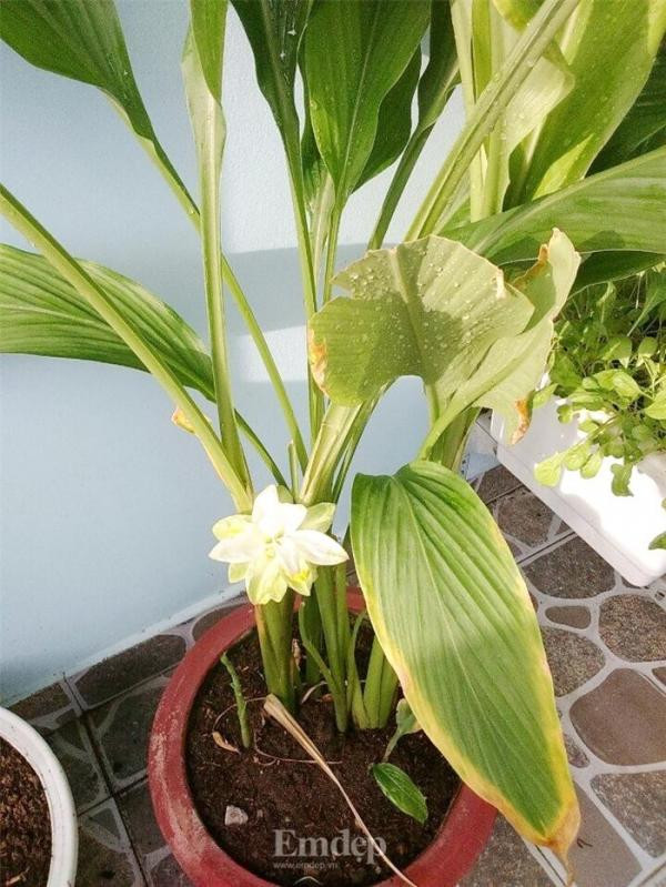 1. Cây nghệ Cây nghệ được nhiều người biết đến với công dụng không chỉ là gia vị màu thực phẩm mà còn là vị thuốc quý bảo vệ đường ruột, giúp da khỏe mạnh. Từ thân, lá, củ đến rễ đều có thể sử dụng để làm thuốc, nấu ăn. Trồng loại rau củ này ở những vùng đất ẩm, xốp, thoát nước tốt hoặc có thể trồng trong chậu cỡ lớn để nghệ có thêm diện tích phát triển.