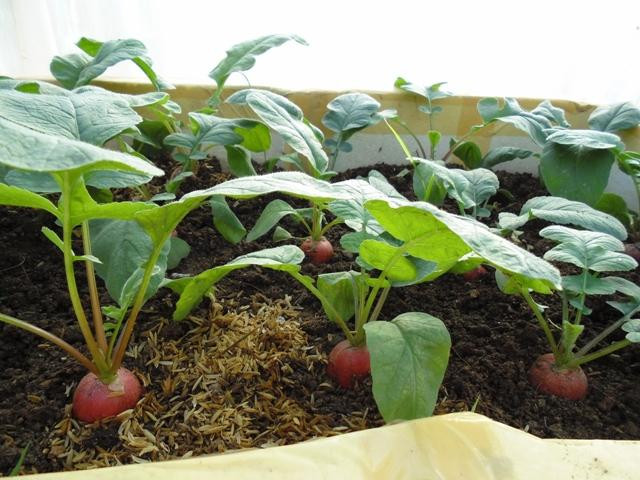 Trồng củ cải cần chọn nơi đất thoáng, cao, chậu to và có đủ lỗ thoát nước. Cây được tiếp nhận đủ ánh sáng mặt trời và duy trì độ ẩm nhẹ. Củ cải có thể thu hoạch tù 6 – 8 tuần.