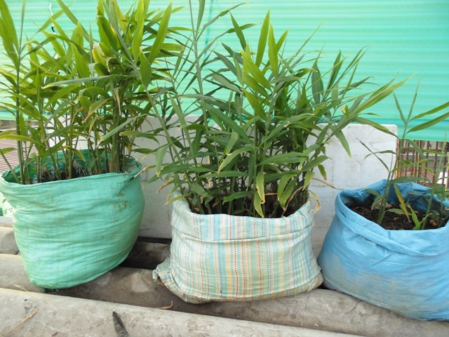 Cây gừng ưa khí hậu mát mẻ. Bạn có thể chọn những củ gừng có nhiều nhánh, ngâm nước qua đêm, để trong bóng mát, tối và ẩm một thời gian sẽ mọc mầm. Khi mầm đâm chồi thì mang ra vùi vào đất cát và giữ cho củ được sống ở khu vực ít ánh nắng mặt trời nhất. Sau khi cây mọc có thể mang đặt ở vị trí có ánh nắng vừa phải. Gừng chăm sóc đơn giản có thể cho củ sử dụng cho bữa ăn hàng ngày, lá, thân, rễ sử dụng làm các bài thuốc cải thiện sức khỏe.