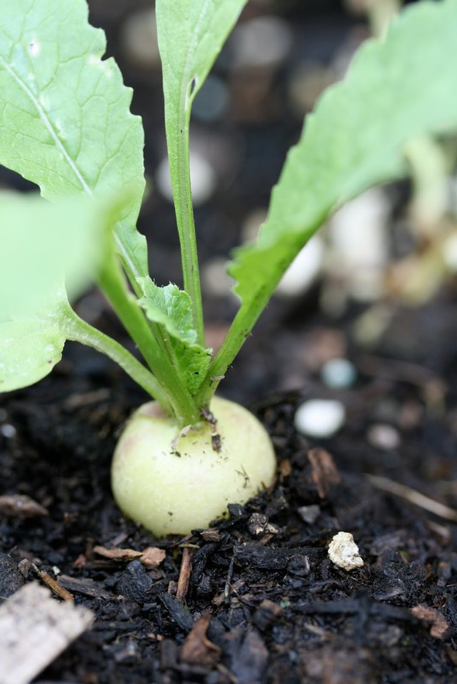 Trồng cải củ trong chậu cũng không quá khó bởi chỉ cần chọn chậu cỡ lớn, trồng cách xa nhau và khoảng đất sâu để củ có thể phát triển tốt nhất. Nên đặt chậu ở nơi có nhiều ánh sáng mặt trời và tưới nước thường xuyên, đất ẩm và xốp, bón phân hữu cơ định kỳ để có vụ mùa thu hoạch củ cải bội thu.