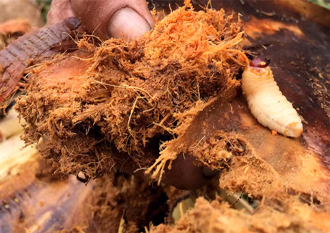 Cận cảnh những con đuông trắng muốt đang được xem là “đặc sản bàn nhậu” bò ra từ tàu hủ dừa đã bị đục nát trong suốt quá trình đuông gặm nhấm.