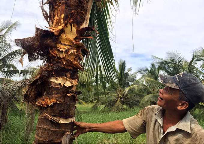 Anh Tư cho biết nếu không chặt hạ để bắt đuông, khi con đuông trưởng thành sẽ lột xác hóa thành kiến vương bay đi đục lỗ ăn vào các cây dừa khỏe mạnh còn lại.