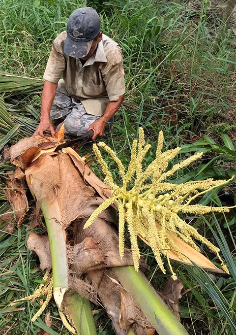 Những người nông dân miệt vườn miền Tây Nam Bộ không khỏi xót xa khi phải chặt bỏ những cây dừa đang cho trái, trổ hoa chỉ để… bắt đuông đục thân dừa.