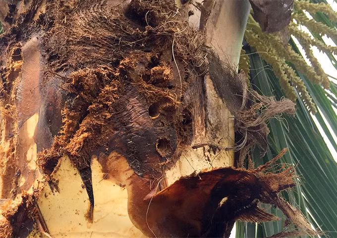 Sau khi chặt bỏ tàu dừa, lột bẹ, những lỗ thủng do đuông ăn thủng cả thân cây dừa hiện ra rõ mồn một như vết đạn bắn.