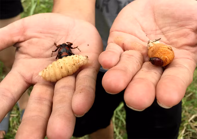 Bổ thân dừa ra, mỗi con nằm một lỗ. Mỗi một cây dừa to khỏe có đến khoảng vài chục đến hơn 100 con đuông. Người dân chọn đúng thời điểm để chặt dừa và bắt những con đuông mập ú, béo tròn. Mỗi con đuông phải to bằng ngón tay cái, những con mọc cánh cũng ăn được và rất ngon. Những con đuông vừa bắt được từ thân cây dừa vừa được anh Tư chặt xuống ngày 31.12/2017 tại huyện Châu Thành. Có hàng chục con to tròn, béo trắng và có cả những con đã có cánh, phải cắt mõm ngay không đuông sẽ cắn vào tay.