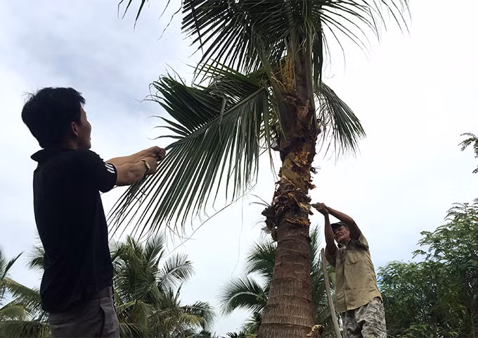 Để chặt một cây dừa bỏ đi khi đang cho trái nhưng bị đuông ăn thủng cần ít nhất 3 nhân công làm việc trong vòng 2 tiếng đồng hồ.