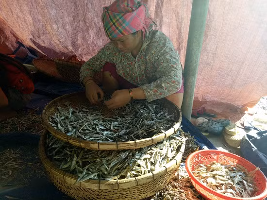 Sau khi cá được làm khô là đến khâu phân loại cá, khi bán mỗi loại cá có giá khác nhau tuy theo chất lượng từng loại.