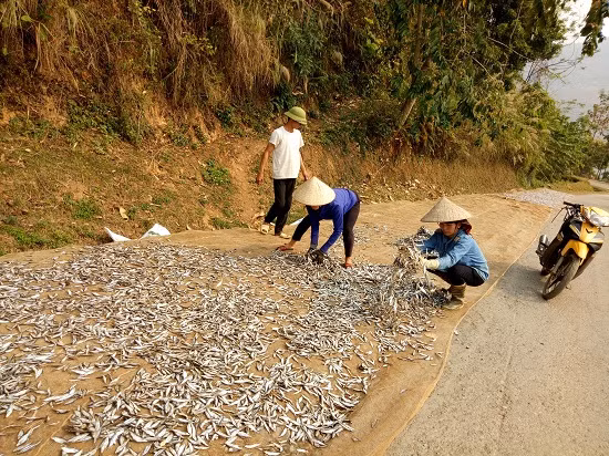 Nghề làm cá khô cũng phục thuộc vào mùa đánh bắt, thường từ tháng 10 dương lịch đến hết năm đánh bắt được nhiều, còn lại ít hơn. Thường thì 4 kg cá tuơi làm được 1kg cá khô, phơi 2 – 3 nắng.