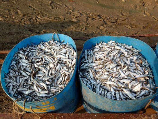 Tại bản Pá Uôn có chợ cá lớn nhất huyện Quỳnh Nhai. Sáng sớm các hộ gia đình ra chợ thu mua cá của các chủ thuyền đánh bắt mang về chế biến làm cá khô.