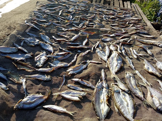 Cá được phơi khô thật kỹ trước khi bán cho các thương lái.