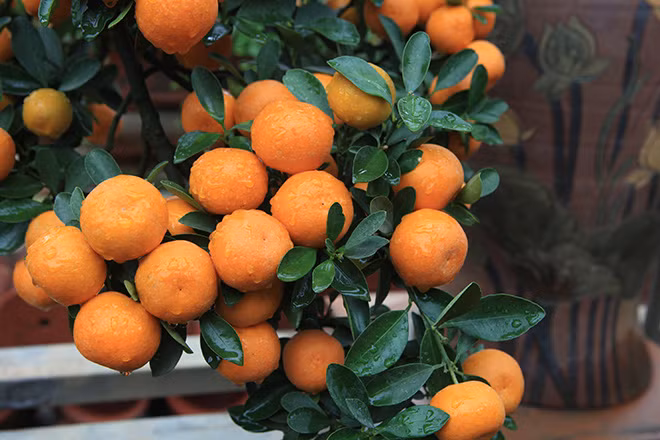 Ông Mạnh chia sẻ thêm, có những ngày hè, người ướt đẫm mồ hôi nhưng vẫn phải đứng hàng giờ tưới nước cho cây, phải quan sát cây thiếu gì. Tính sơ qua, cây to một năm phải tưới 5 lít/ngày, một năm là 1.8000 lít nước/cây vì cây phải nuôi quả, nếu không đủ nước quả sẽ héo, teo tóp.