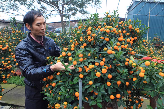 Cùng chiêm ngưỡng thêm một số hình ảnh của cây quất cảnh độc đáo này: