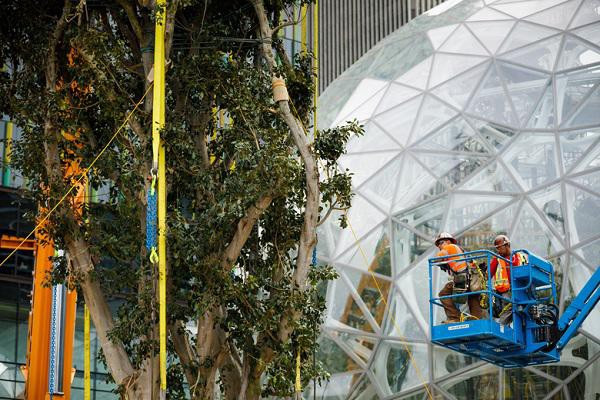 Các văn phòng làm việc xen kẽ giữa những khóm cây, một không gian làm việc khá lý tưởng và thoáng đãng. Từ phòng họp được thiết kế như “nhà cây”, cây cầu gỗ dẫn đến khu làm việc với không gian chẳng khác nào một quán cà phê cạnh bãi biển thơ mộng, tới bể bơi riêng, những bức tường phủ đầy cây xanh, cây dương xỉ và đặc biệt trung tâm tòa nhà là cây Rubi cao gần 17 mét.