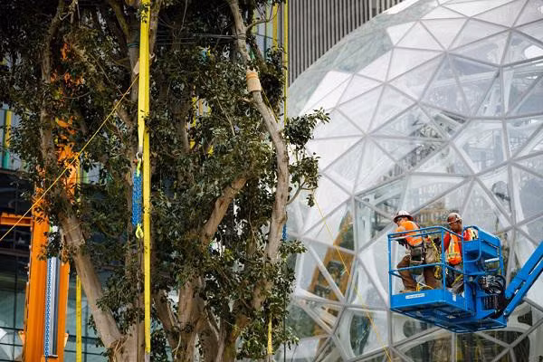 Các văn phòng làm việc xen kẽ giữa những khóm cây, một không gian làm việc khá lý tưởng và thoáng đãng. Từ phòng họp được thiết kế như “nhà cây”, cây cầu gỗ dẫn đến khu làm việc với không gian chẳng khác nào một quán cà phê cạnh bãi biển thơ mộng, tới bể bơi riêng, những bức tường phủ đầy cây xanh, cây dương xỉ và đặc biệt trung tâm tòa nhà là cây Rubi cao gần 17 mét.