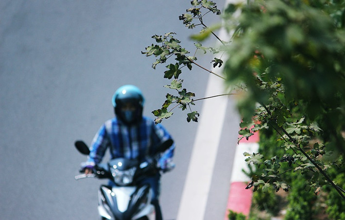 Tương tự trên đường Nguyễn Chí Thanh, nhiều chỗ cũng xuất hiện tình trạng lá phong bị héo.