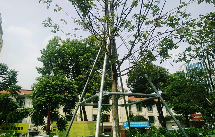 Được biết, phong lá đỏ được trồng nằm trong chủ trương của TP Hà Nội về chương trình một triệu cây xanh giai đoạn 2016-2020. Toàn thành phố Hà Nội hiện nay được phủ khoảng 500 nghìn cây. Những loại cây mới được đưa vào trồng gồm phong lá đỏ, hoa ban, long não, cọ dầu....