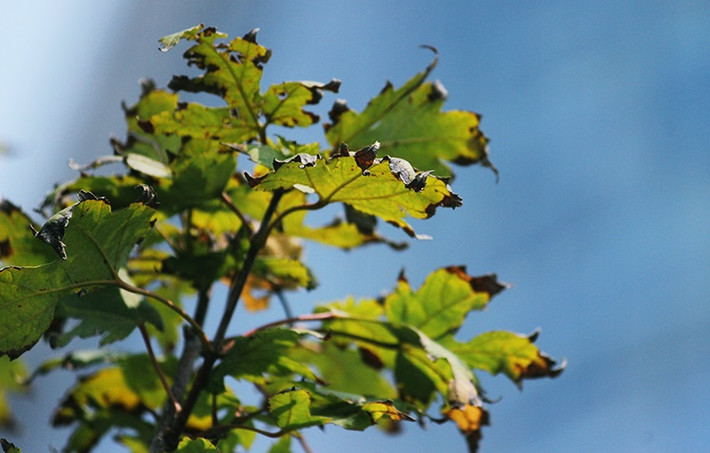 Hiện tượng lá phong bị khô héo khiến người dân lo ngại lá có thể bị rơi rụng trước khi chuyển màu.
