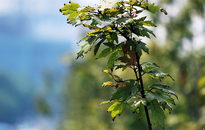 Lá phong ở nhiều cánh có hiện tượng khô héo dần.