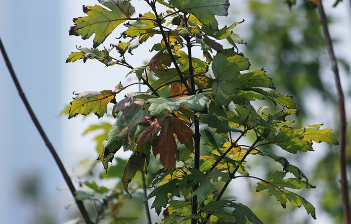 Theo quan sát của PV Kiến Thức, nhiều cây phong được trồng trên đường Trần Duy Hưng xuất hiện hiện tượng lá bị khô héo.