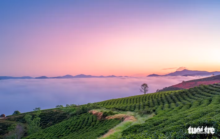 Cây cỏ dại nằm khắp triền đồi trở nên mập mạp, tươi tốt chuẩn bị trổ bông màu hồng tím. Đây cũng là thời điểm du khách và người Đà Lạt chờ: mùa cỏ hồng. Những đợt nắng đủ ấm lúc này vừa vặn để dã quỳ chuẩn bị trổ hoa, tô vàng vùng ngoại ô. Khắp các diễn đàn du lịch, nhiều du khách và người kinh doanh du lịch bắt đầu đăng hình những năm trước, làm lòng người thêm ngóng chờ.