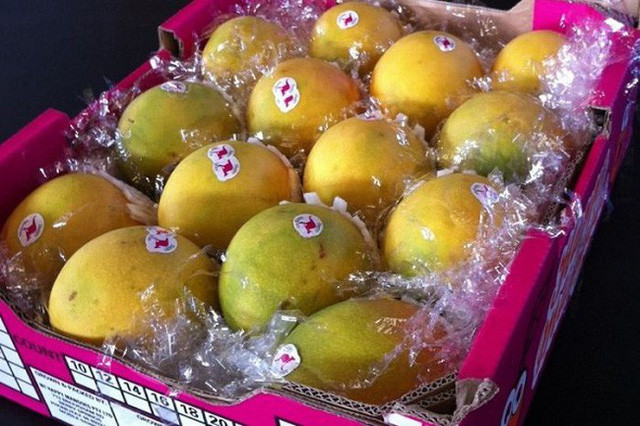 Và khi xuất hiện trên sàn đấu giá năm 2012, xoài Northern Territory đã xác lập kỉ lục với một khay 12 quả giá 50.000 USD, tương đương hơn một tỉ đồng tiền Việt Nam.