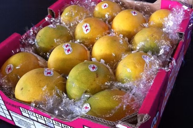 Và khi xuất hiện trên sàn đấu giá năm 2012, xoài Northern Territory đã xác lập kỉ lục với một khay 12 quả giá 50.000 USD, tương đương hơn một tỉ đồng tiền Việt Nam.