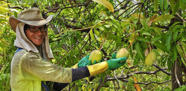 Trái xoài Úc cực đắt đỏ này chỉ được trồng tập trung tại khu vực miền Bắc nước Úc.