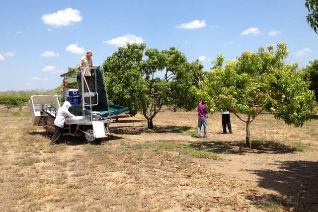 Vụ mùa thu hoạch thường bắt đầu từ thứ 6 đầu tiên của tháng 10. Tuy nhiên, vụ mùa sẽ thay đổi tùy vào từng năm, phụ thuộc vào sự thay đổi của mùa vụ.