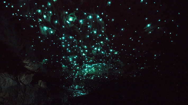 Không cần phải lên núi vào một đêm trời trong để ngắm ngân hà, đến với Động Waitomo nằm sâu trong lòng đất của New Zealand, bạn sẽ gần như nổ tung vì thứ ánh sáng kỳ diệu phát ra từ hàng nghìn con đom đóm.