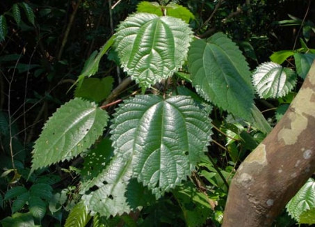 Lá han to bản và có răng cưa. Đặc biệt lá han chứa chất gây ngứa cực mạnh, vì thế mà dân gian có câu “Ngứa như phải lá han” để ngầm chỉ cảm giác ngứa rát mà loài cây này đem lại. Ảnh duoclieutuelinh.